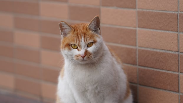 One cute cat having a rest in the yard photo