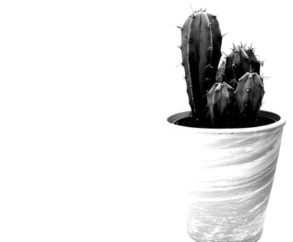 black and white background photo