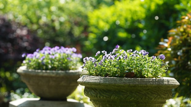 The beautiful flowers blooming in the garden in spring with the warm sunlight photo