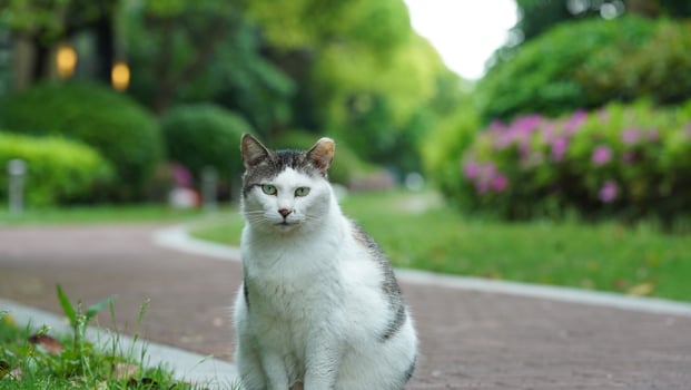 One adorable wild cat sitting in the garden for resting photo