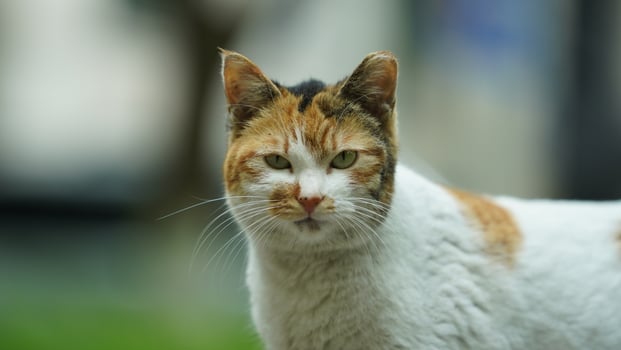 One adorable wild cat sitting in the garden for resting photo