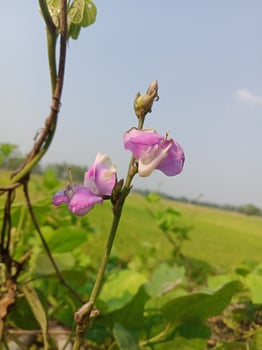 Hyacinth bean, beauty flower, beauty nature photo