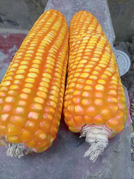 Flint corn,fruit food, vegetable photo
