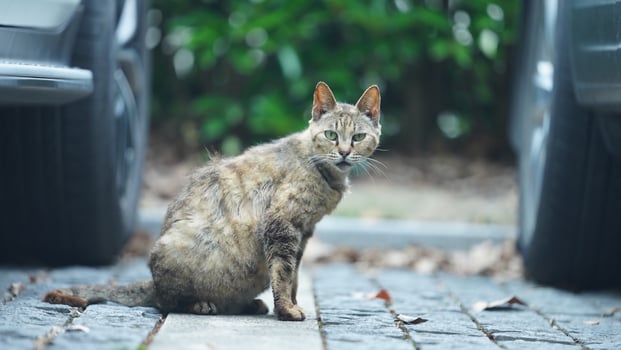 One adorable wild cat sitting in the garden for resting photo