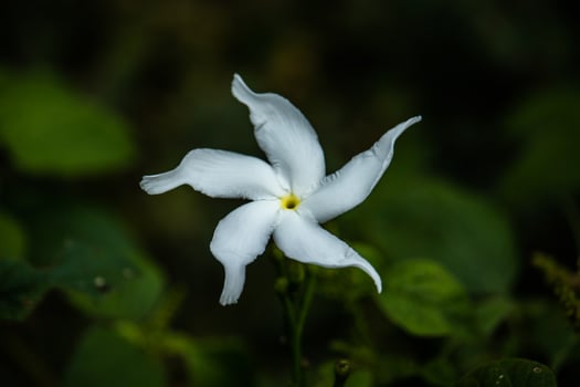 Jasmine flowers in the yard photo