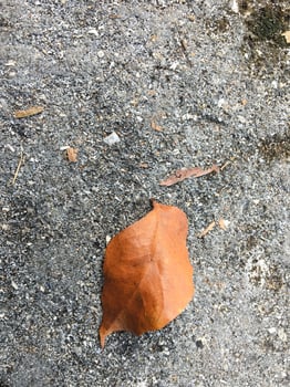 Dried brown leaves isolated on a tarmac road photo