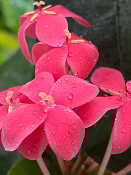Natural trees flowers and garden photo