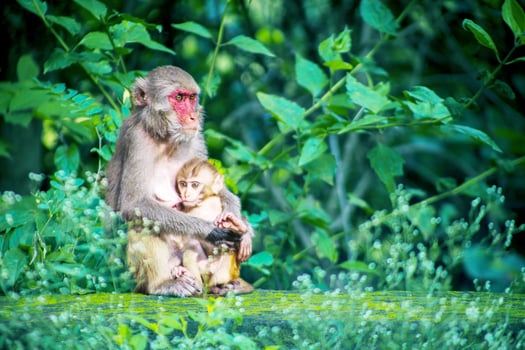 The monkey sits very nicely with his baby Monkeys are very cute photo