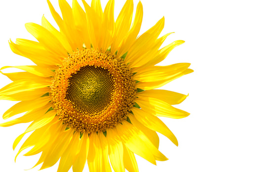 Beautiful sunflower isolated on white photo