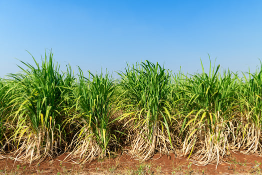 sugar cane field with blue sky background, photo