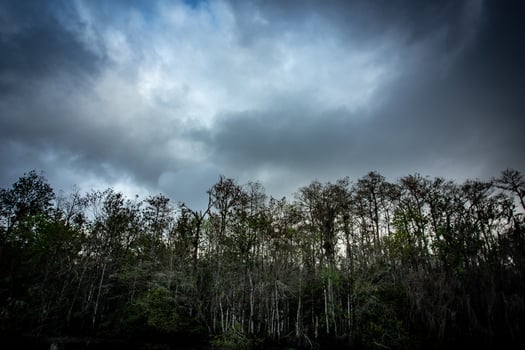 Looking up over the Cypress trees photo