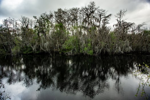 Cypress Tress in the Everglades photo