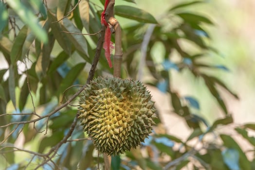 Branch of durian on tree photo