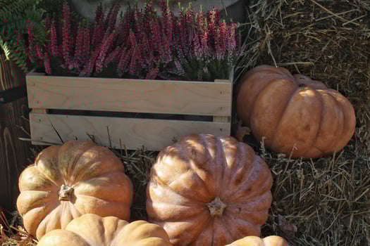 Pumpkins and autumn flowers on a haystacks. Harvest time on a farm. Fall fair of fresh organic vegetables. Festive decor in garden. Agriculture market. Rural scene. Vegetarian and vegan food day. photo