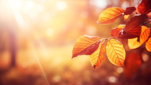 Autumnal leave background with sunlight. photo