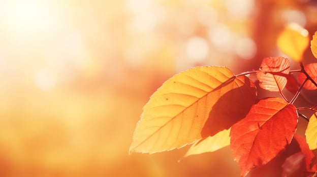 Autumnal leave background with sunlight. photo