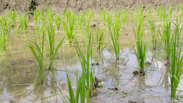 Young green rice field plant in a waterlogged paddy field. photo