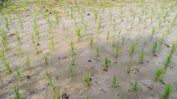 Young green rice field plant in a waterlogged paddy field. photo