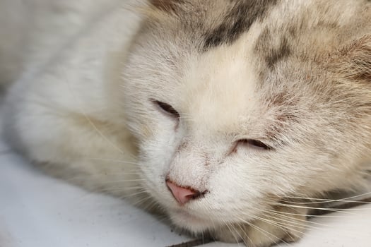 Dirty white adult cat sleeping on the floor with foot on chin photo