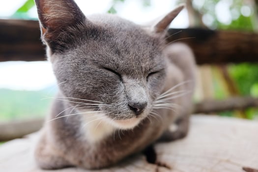 Cute Gray cat sleeping amd relaxing on Tree stump in natural garden photo