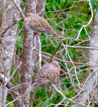 Pair of Mourning Doves on a tree branch photo