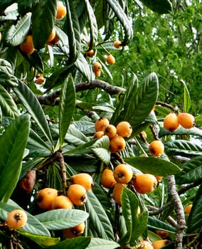 Loquats growing in Florida photo