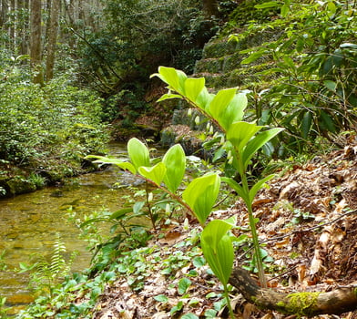 Variiegated Solomon's Seal growing in North Carolina woods photo