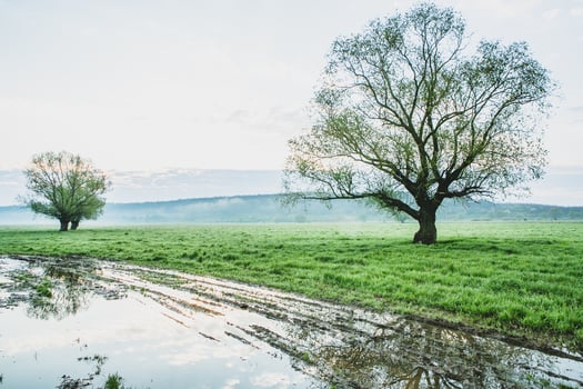 Lonely tree in the rice field with reflection in water. Big tree in a green field at sunset. Beautiful spring landscape. photo
