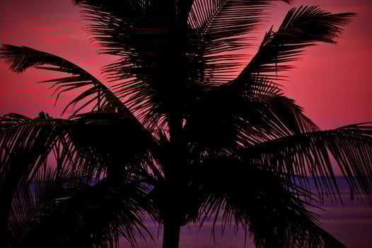 Palm tree over the sunset photo