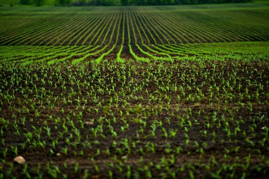 Corn Fields View photo