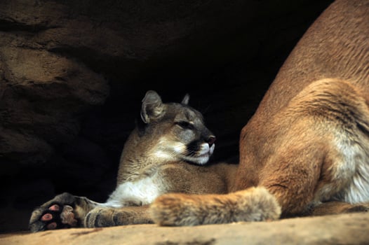 Mountain Lions Close-up photo