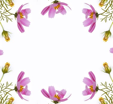 Bright colorful cosmos flowers isolated on white background. photo