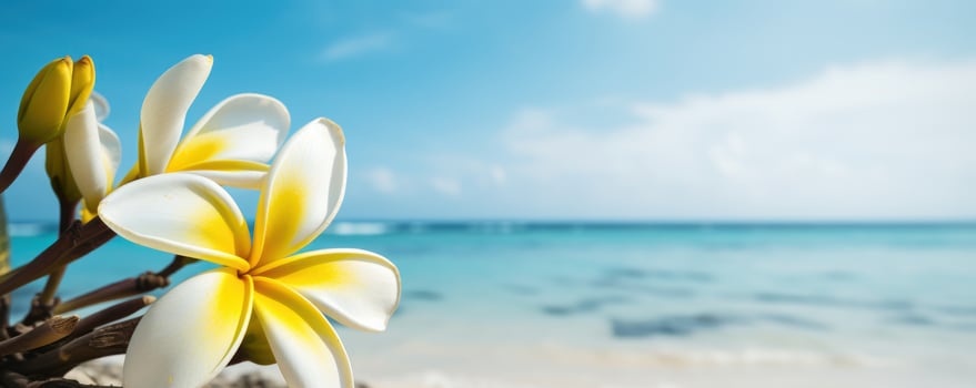 Plumeria Frangipani on tropical sea and beach blue sky background, Summer festive time. photo