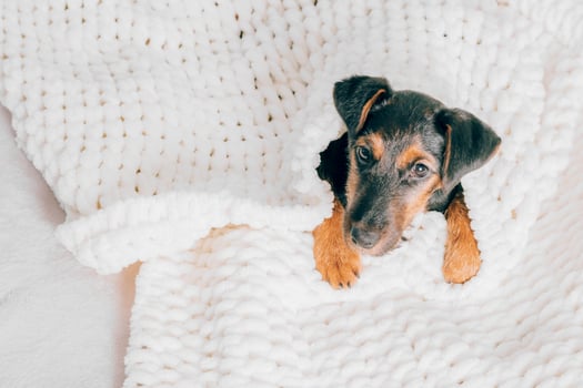 Dog breed yag-terrier on light background. A small puppy, pet, lies in fluffy soft blanket, hid in blanket. photo