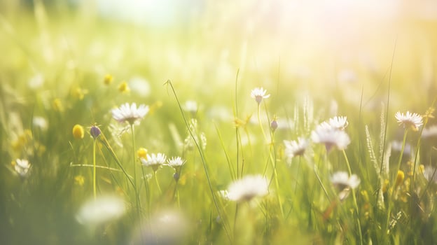 Spring Background with flowers with the sun shining on it photo