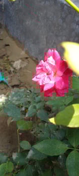 Garden Roses, wallpaper, beauty flower photo