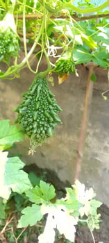 Bitter melon flower, wallpaper, beauty nature photo