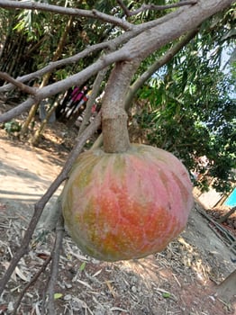 Custard apple, sugar apple, wallpaper photo