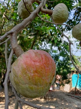 Custard apple, sugar apple, wallpaper photo