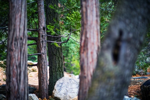 San Bernardino Forest photo
