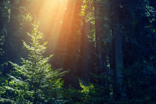 Sun Rays in the Forest photo