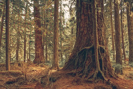 Mystery Forest Symbiosis photo