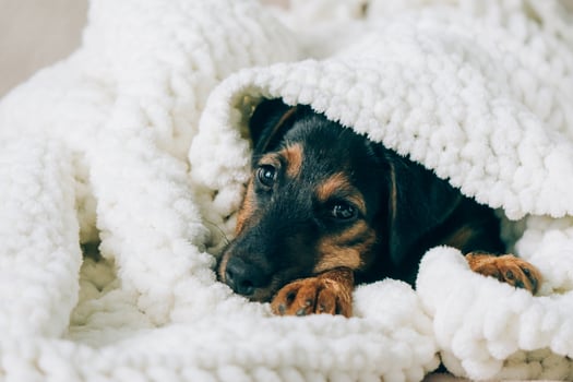Dog breed yag-terrier on light background. A small puppy, pet, lies in fluffy soft blanket, hid in blanket. photo