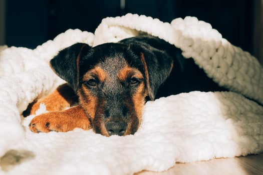 Dog breed yag-terrier on light background. A small puppy, pet, lies in fluffy soft blanket, hid in blanket. photo