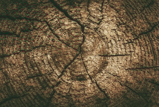 Tree Profile Background photo
