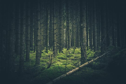 Mossy Forest Place photo