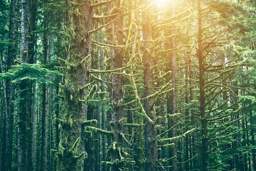 Mossy Northwest Forest photo