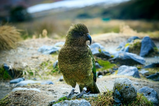 kea bird ground parrot one of symbol wildlife of southland new zealand photo