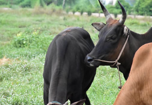Domestic cows are eating corn plants and fresh grass pile which their owner put them on the ground. photo