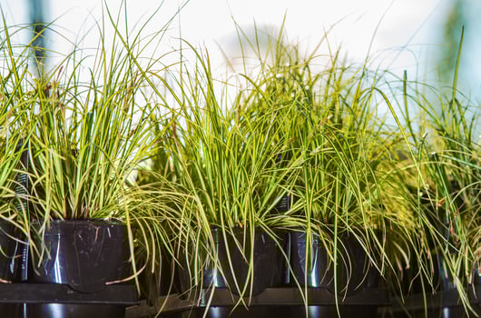 Decorative Garden Grasses photo